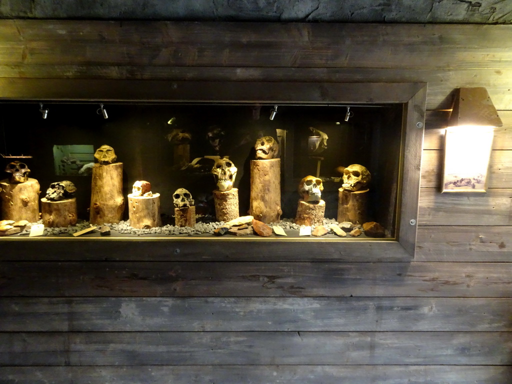 Skulls of Hominins at the Fossil Mine at the Berkenhof Tropical Zoo