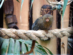 Pygmy Marmoset at the Tropical Zoo at the Berkenhof Tropical Zoo
