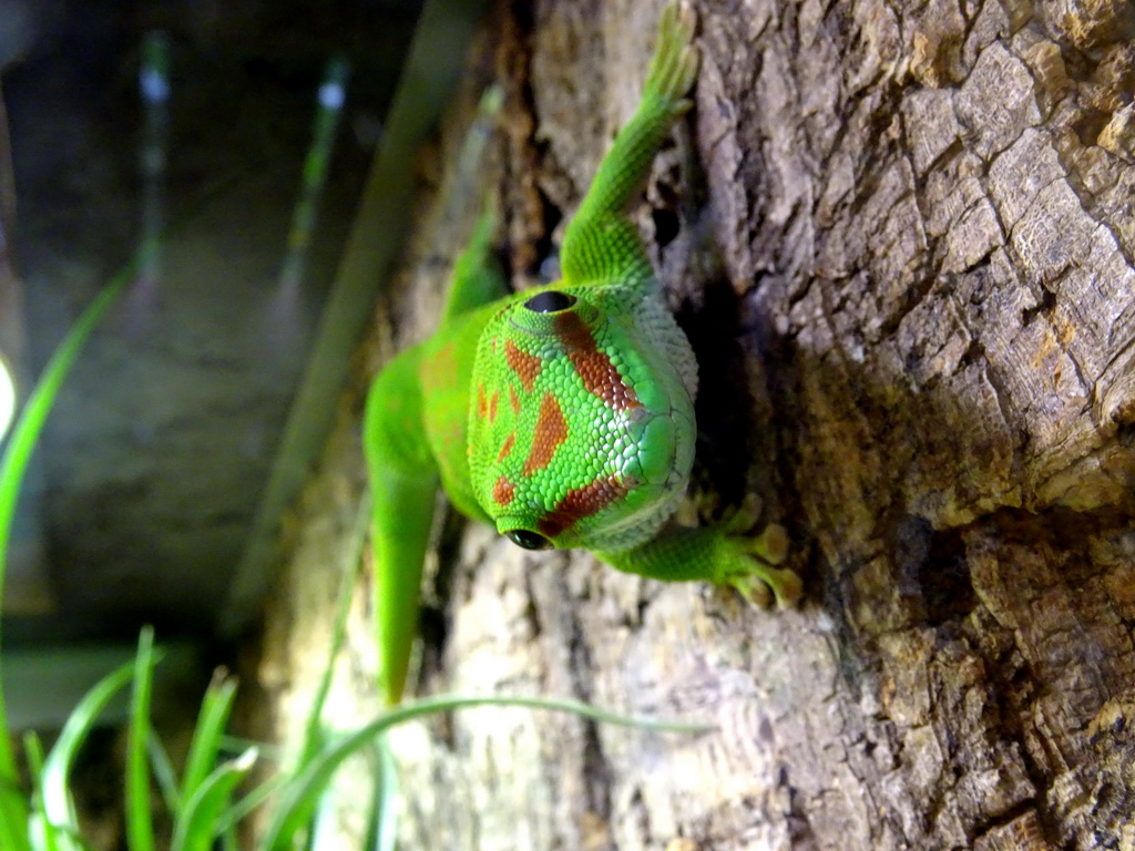 Madagascar Day Gecko at the Tropical Zoo at the Berkenhof Tropical Zoo