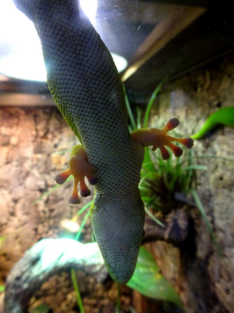 Madagascar Day Gecko at the Tropical Zoo at the Berkenhof Tropical Zoo