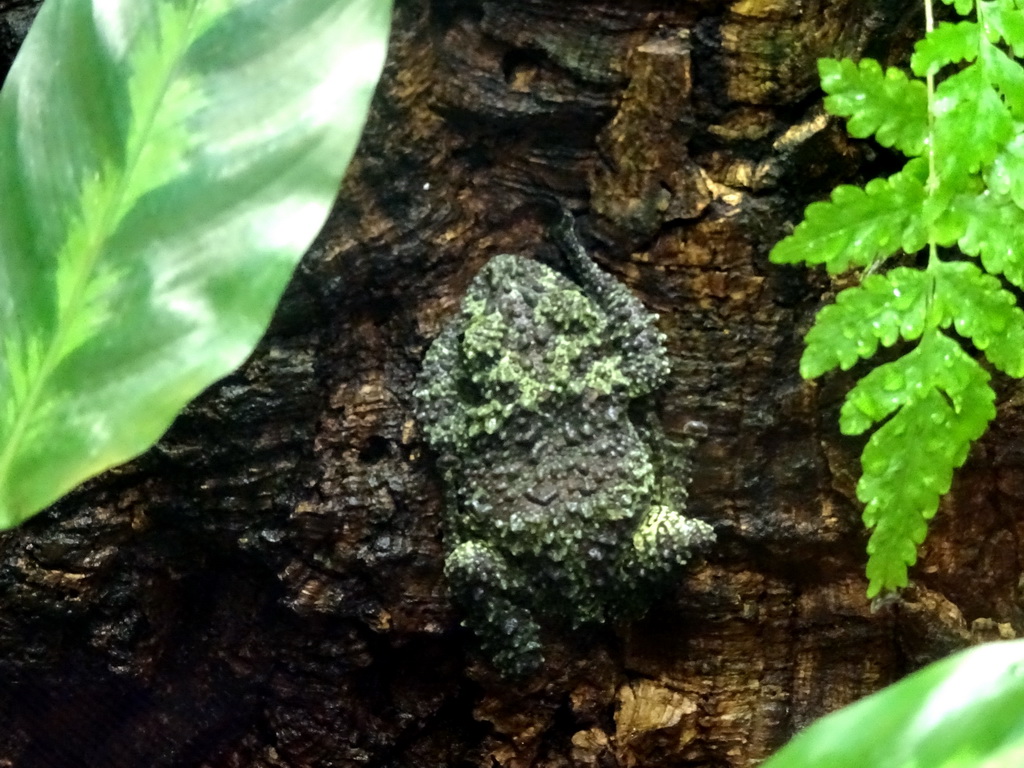 Mossy Frog at the Tropical Zoo at the Berkenhof Tropical Zoo