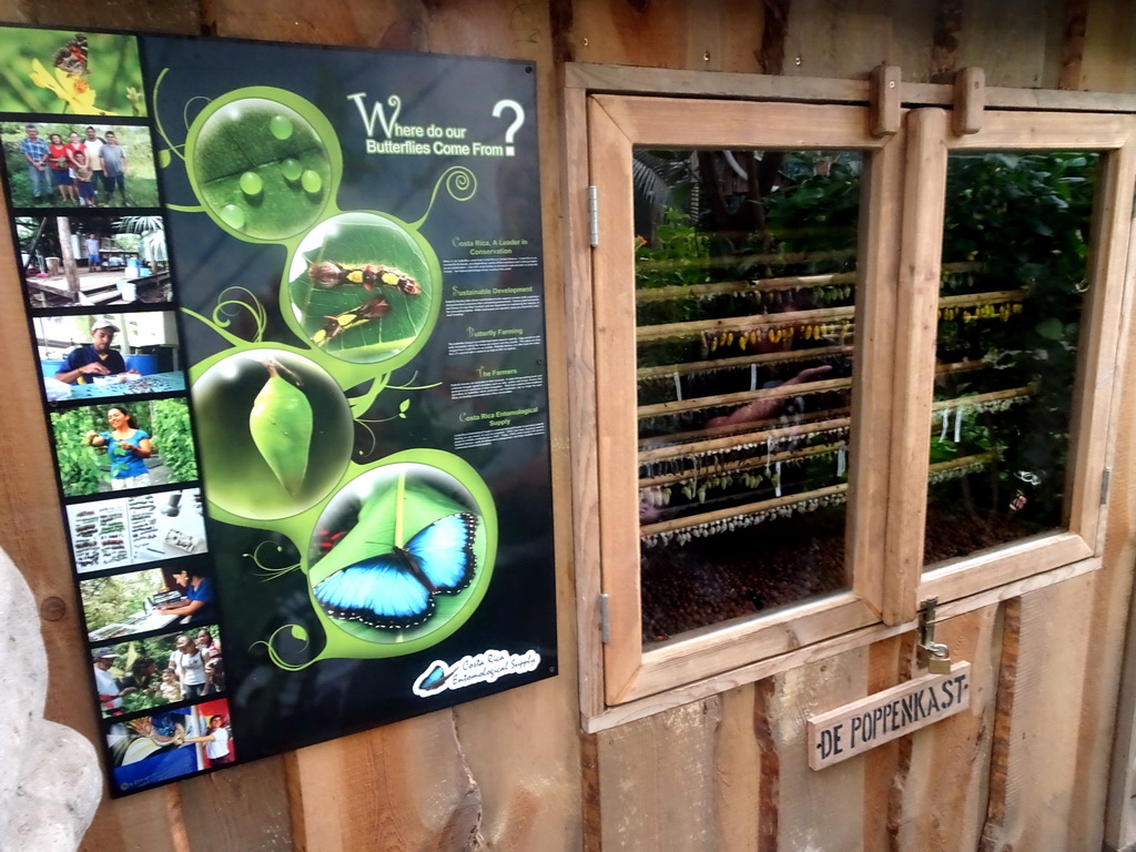 Pupae and information on Butterflies at the Tropical Zoo at the Berkenhof Tropical Zoo