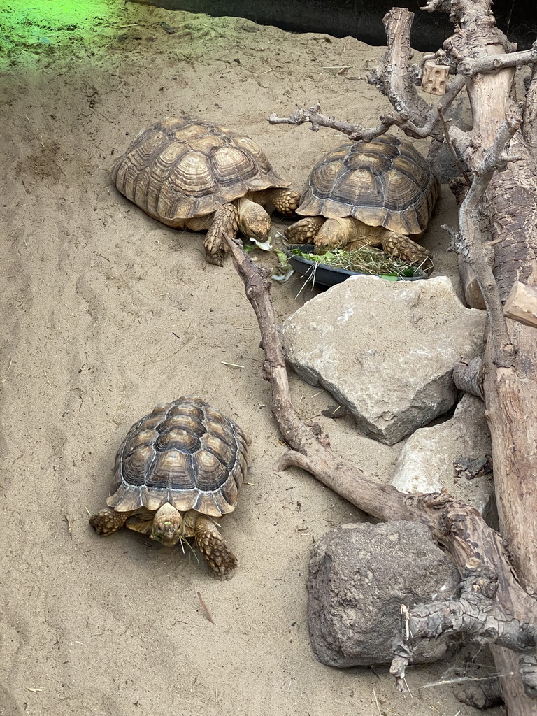 Tortoises at the Dino Expo at the Berkenhof Tropical Zoo