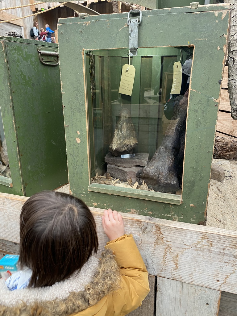 Max with Triceratops bones at the Dino Expo at the Berkenhof Tropical Zoo, with explanation