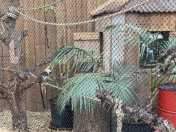 Cotton-top Tamarin at the Dino Expo at the Berkenhof Tropical Zoo