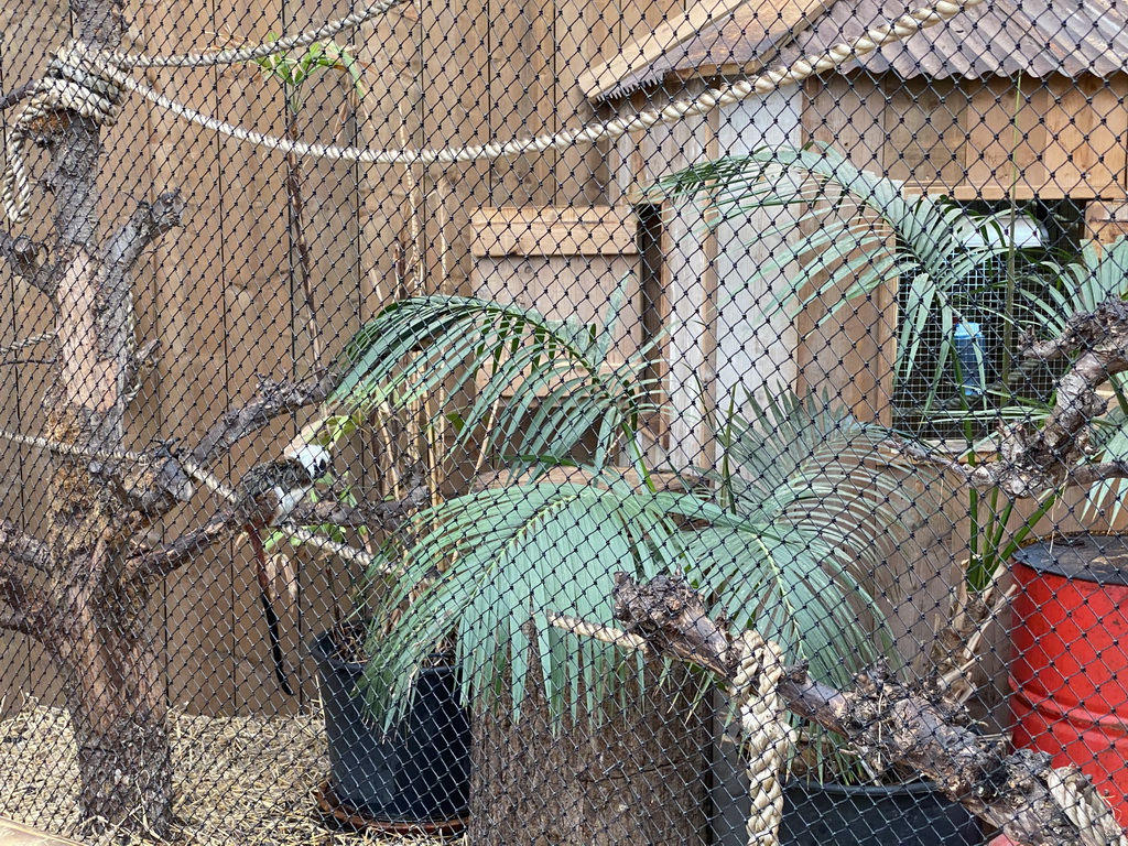 Cotton-top Tamarin at the Dino Expo at the Berkenhof Tropical Zoo