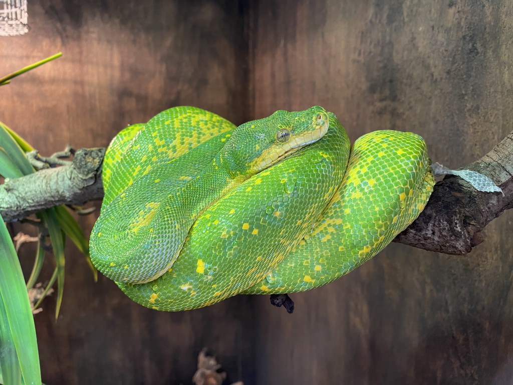 Green Tree Python at the Dino Expo at the Berkenhof Tropical Zoo