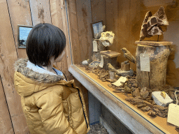 Max looking at stuffed animals and skulls at the Dino Expo at the Berkenhof Tropical Zoo