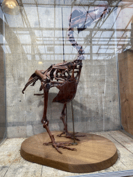 Dodo skeleton at the Dino Expo at the Berkenhof Tropical Zoo