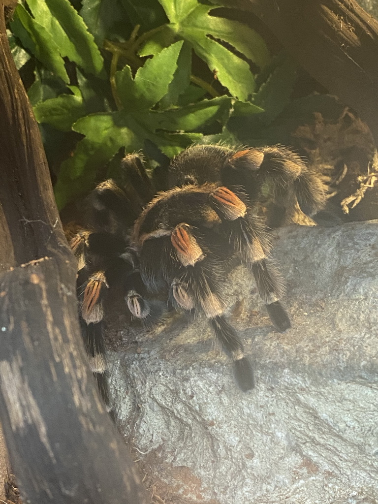 Tarantula at the Dino Expo at the Berkenhof Tropical Zoo