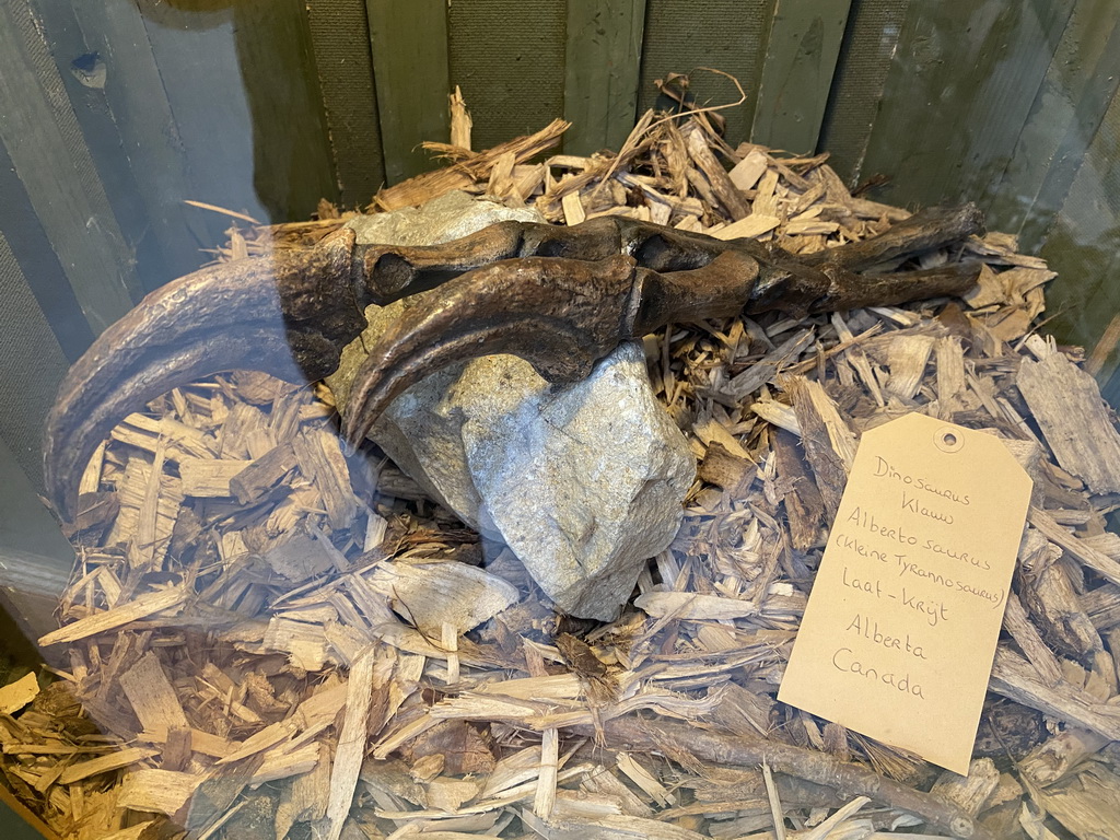 Albertosaurus claw at the Dino Expo at the Berkenhof Tropical Zoo, with explanation