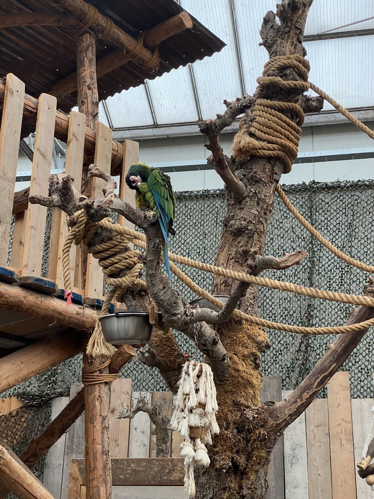 Great Green Macaw at the Dino Expo at the Berkenhof Tropical Zoo
