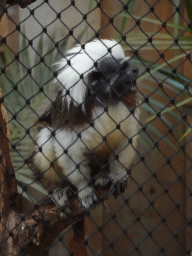 Cotton-top Tamarin at the Dino Expo at the Berkenhof Tropical Zoo