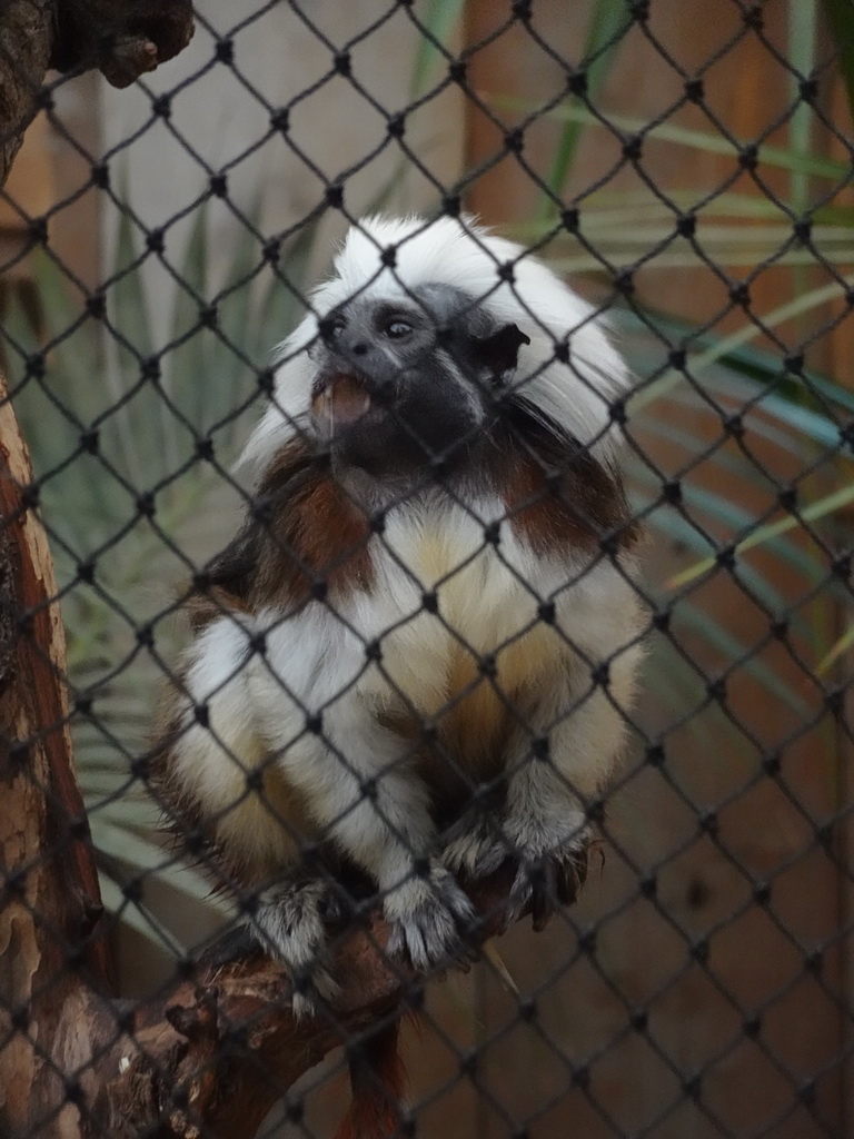 Cotton-top Tamarin at the Dino Expo at the Berkenhof Tropical Zoo