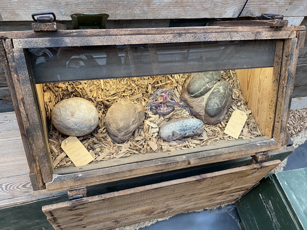 Fossilized Hadrosaurus and Oviraptor eggs at the Dino Expo at the Berkenhof Tropical Zoo, with explanation