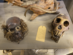 Bonobo and Chimpanzee skulls at the Nature Classroom at the Berkenhof Tropical Zoo, with explanation
