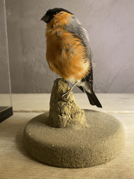 Stuffed bird at the Nature Classroom at the Berkenhof Tropical Zoo