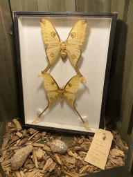 Stuffed Comet Moths and cocoons at the Nature Classroom at the Berkenhof Tropical Zoo, with explanation