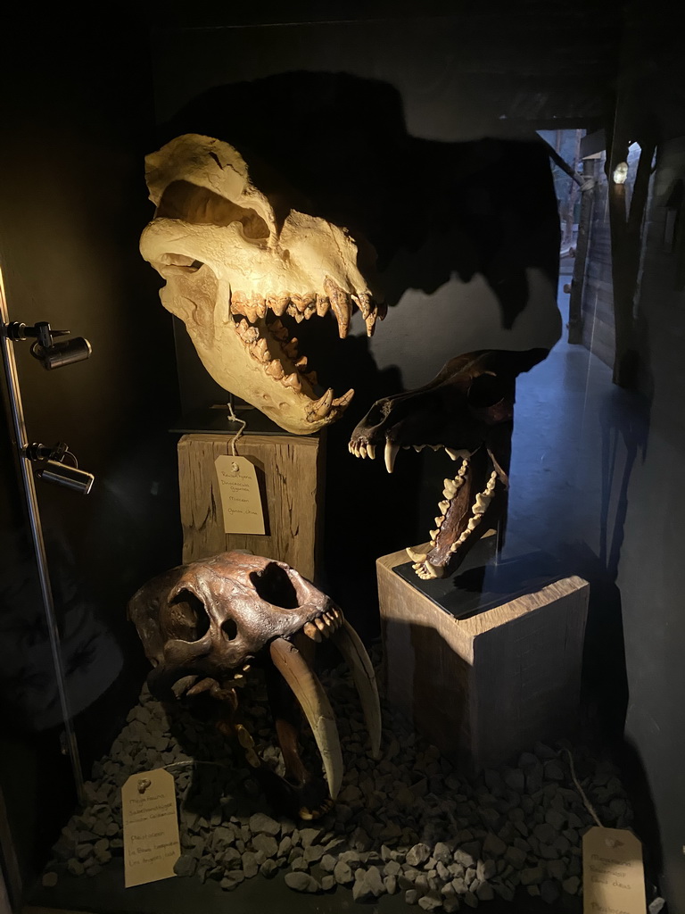 Skulls of prehistoric animals at the Fossil Mine at the Berkenhof Tropical Zoo, with explanation