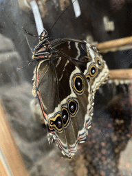 Butterfly at the Tropical Zoo at the Berkenhof Tropical Zoo