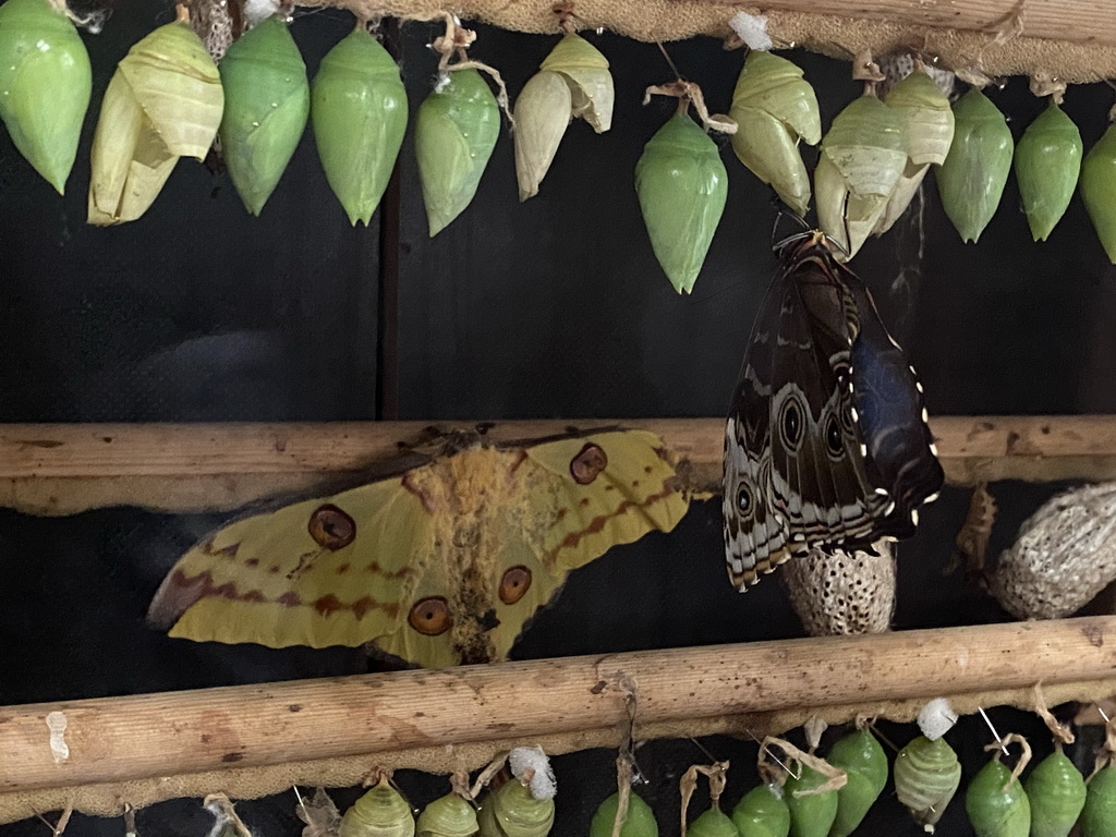 Pupae and Butterflies at the Tropical Zoo at the Berkenhof Tropical Zoo