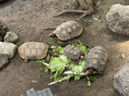 Yellow-footed Tortoises at the Tropical Zoo at the Berkenhof Tropical Zoo