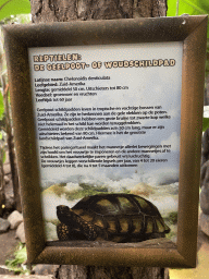 Explanation on the Yellow-footed Tortoise at the Tropical Zoo at the Berkenhof Tropical Zoo