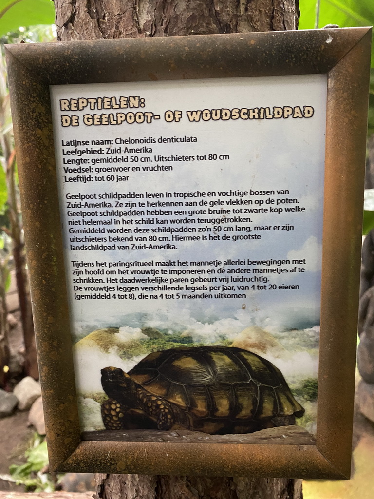 Explanation on the Yellow-footed Tortoise at the Tropical Zoo at the Berkenhof Tropical Zoo