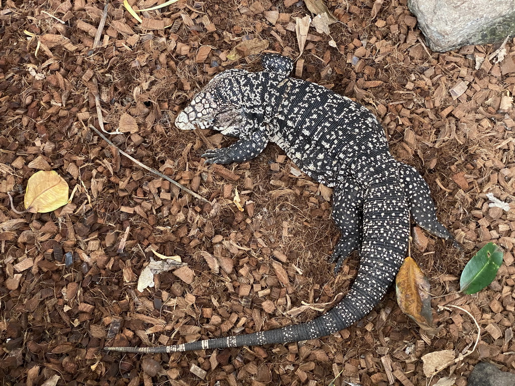 Argentine Black and White Tegu at the Tropical Zoo at the Berkenhof Tropical Zoo