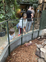 Miaomiao and Max with an Iguana at the Tropical Zoo at the Berkenhof Tropical Zoo