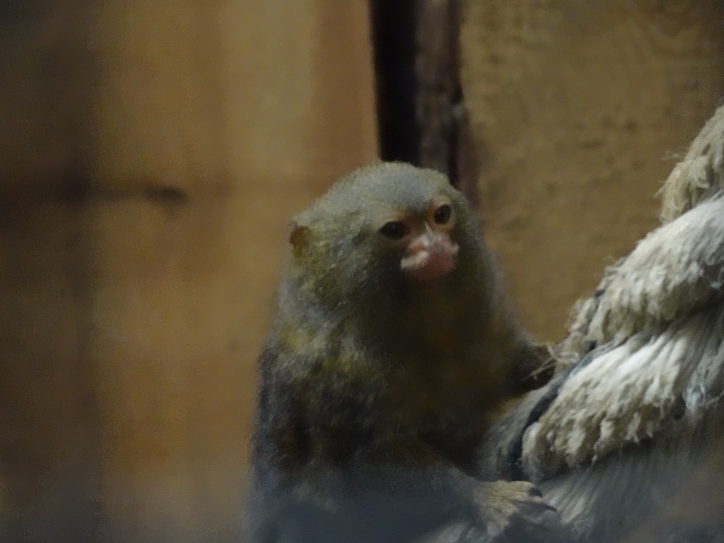 Pygmy Marmoset at the Tropical Zoo at the Berkenhof Tropical Zoo