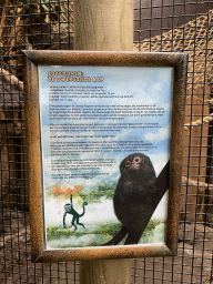 Explanation on the Pygmy Marmoset at the Tropical Zoo at the Berkenhof Tropical Zoo