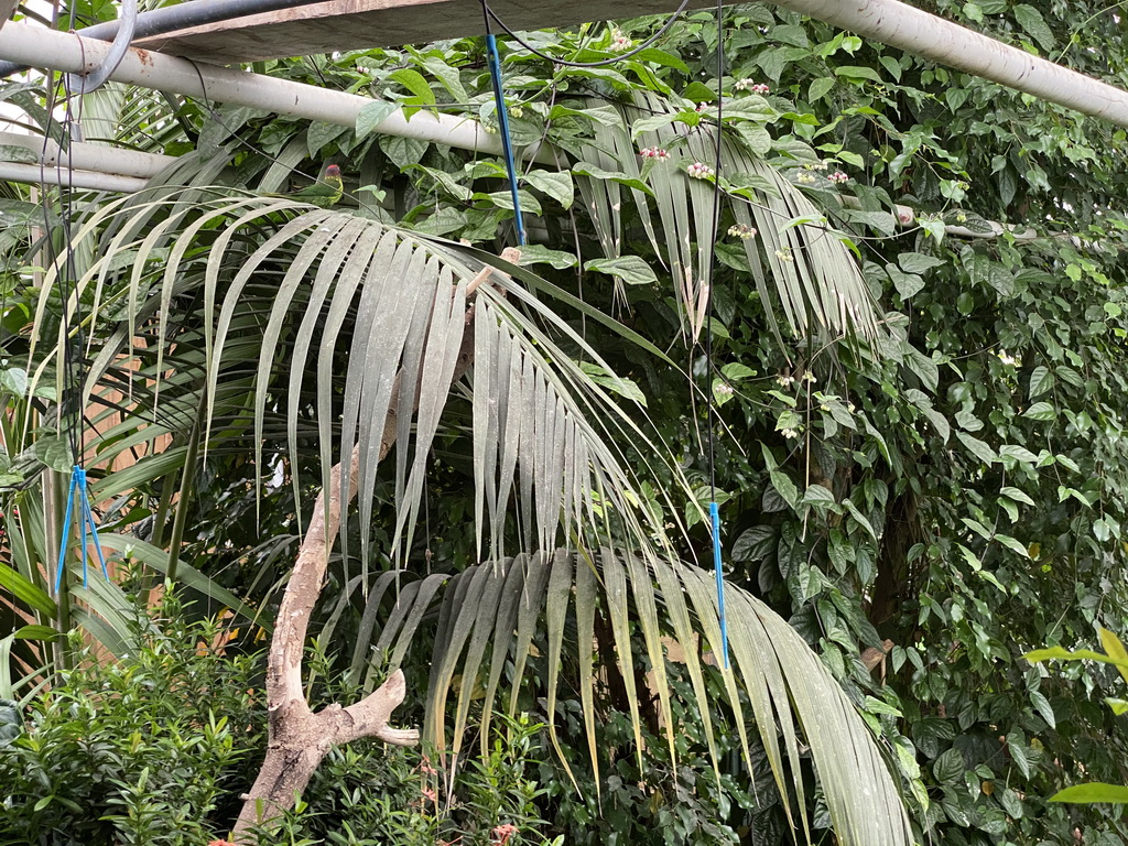 Bird at the Tropical Zoo at the Berkenhof Tropical Zoo, viewed from the Bird Platform