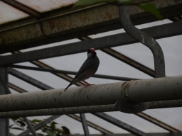 Bird at the Tropical Zoo at the Berkenhof Tropical Zoo, viewed from the Bird Platform