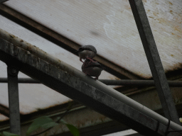 kwadendamme_2_066 - 191 kb - 1024x768 - Birds at the Tropical Zoo at the Berkenhof Tropical Zoo, viewed from the Bird Platform Birds at the Tropical Zoo at the Berkenhof Tropical Zoo, viewed from the Bird Platform