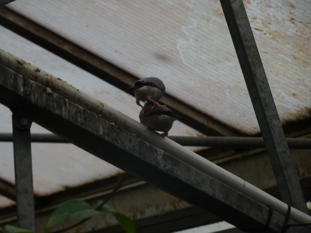 Birds at the Tropical Zoo at the Berkenhof Tropical Zoo, viewed from the Bird Platform