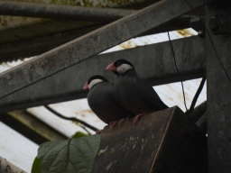 Birds at the Bird Platform at the Tropical Zoo at the Berkenhof Tropical Zoo