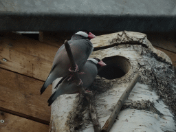 Birds at the Bird Platform at the Tropical Zoo at the Berkenhof Tropical Zoo