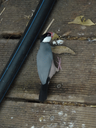 Bird at the Bird Platform at the Tropical Zoo at the Berkenhof Tropical Zoo