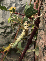 Leaf Insect at the Tropical Zoo at the Berkenhof Tropical Zoo