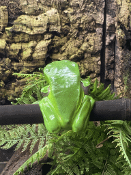 Bicoloured Tree Frog at the Tropical Zoo at the Berkenhof Tropical Zoo