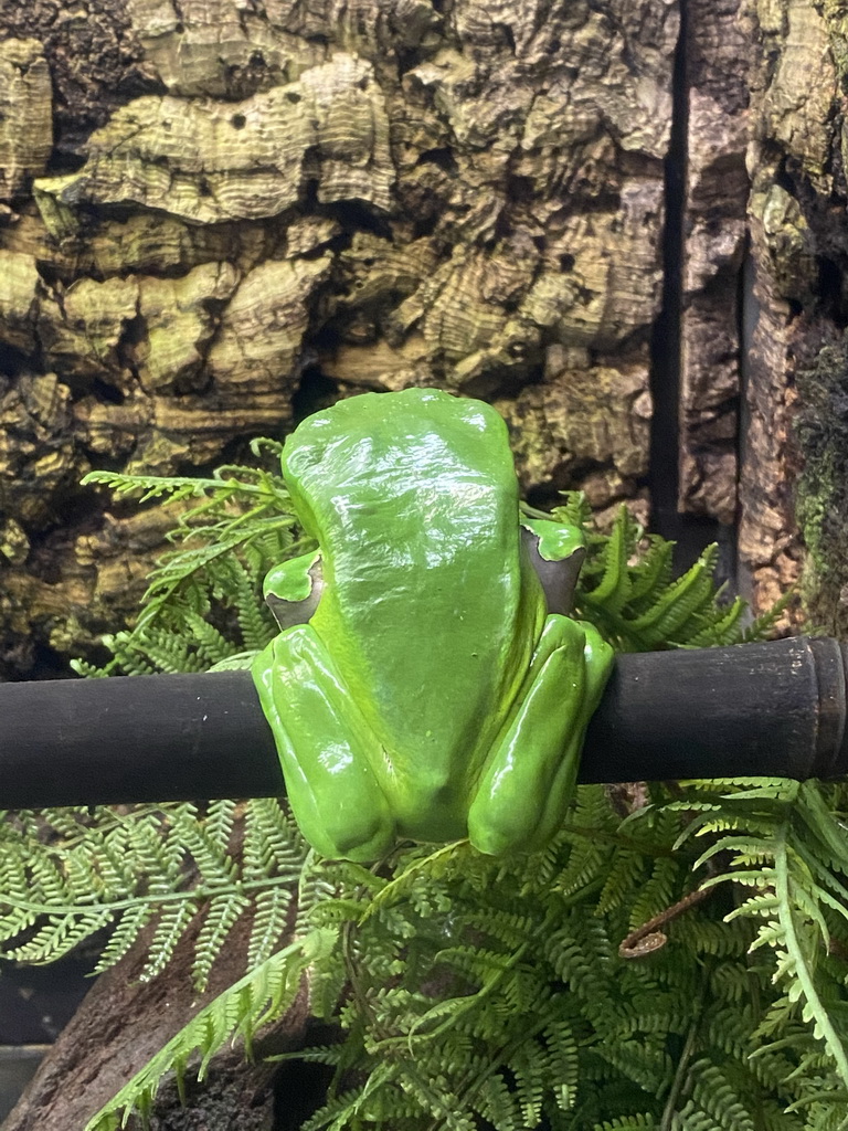 Bicoloured Tree Frog at the Tropical Zoo at the Berkenhof Tropical Zoo