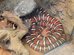 Snake at the Tropical Zoo at the Berkenhof Tropical Zoo