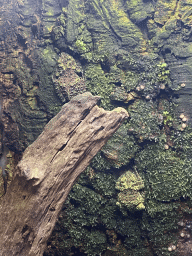 Vietnamese Mossy Frogs at the Tropical Zoo at the Berkenhof Tropical Zoo