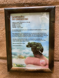 Explanation on the Vietnamese Mossy Frog at the Tropical Zoo at the Berkenhof Tropical Zoo