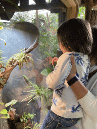 Miaomiao and Max with a Panther Chameleon at the Tropical Zoo at the Berkenhof Tropical Zoo