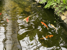 Pond with fishes at the Tropical Zoo at the Berkenhof Tropical Zoo