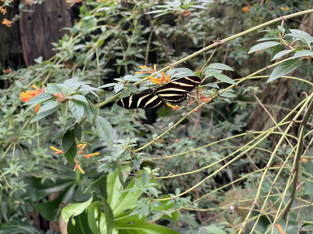 Butterfly at the Tropical Zoo at the Berkenhof Tropical Zoo