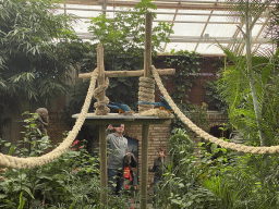 Blue-and-yellow Macaws at the Tropical Zoo at the Berkenhof Tropical Zoo