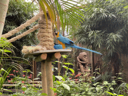 Blue-and-yellow Macaws at the Tropical Zoo at the Berkenhof Tropical Zoo